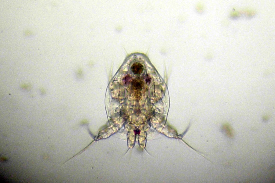 Copepode